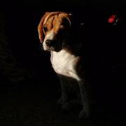 Manuel  Alejandro Valencia