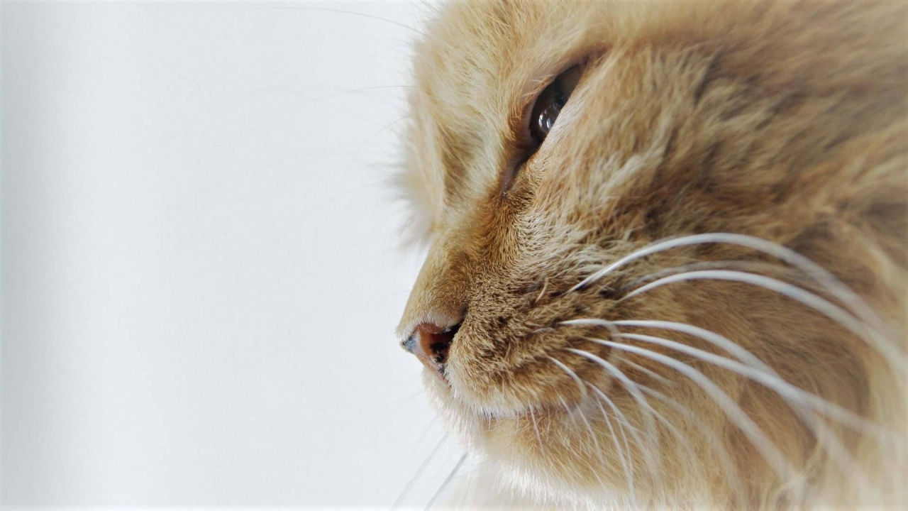 Gato
