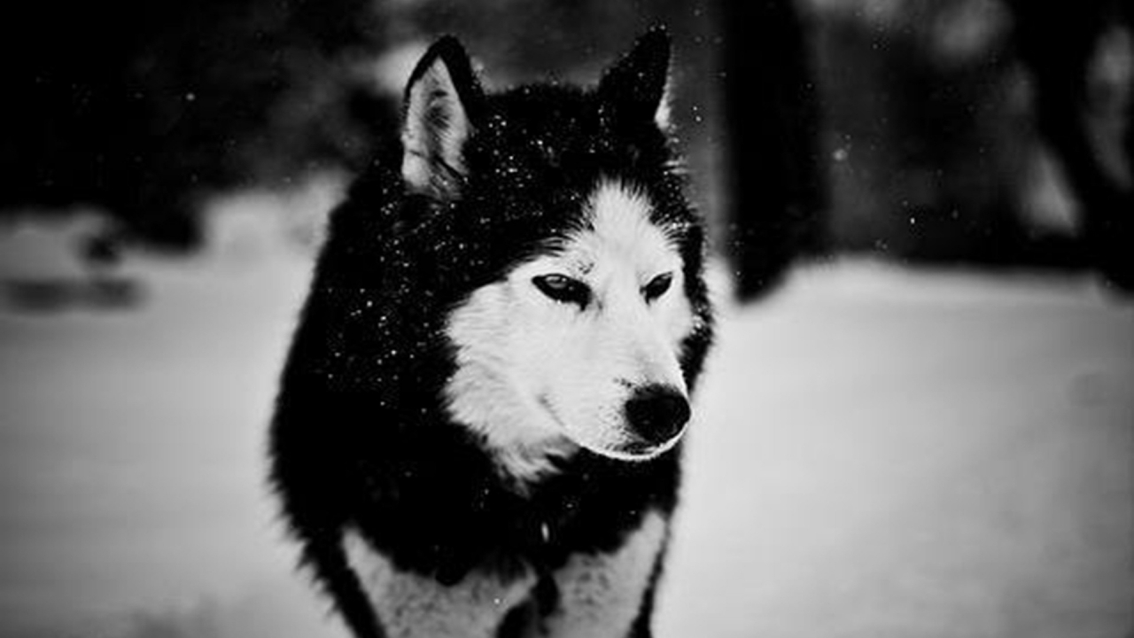 ws_Wolf_in_Winter_1920x1080
