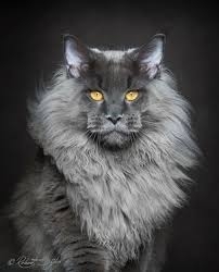 GATO TIGRE