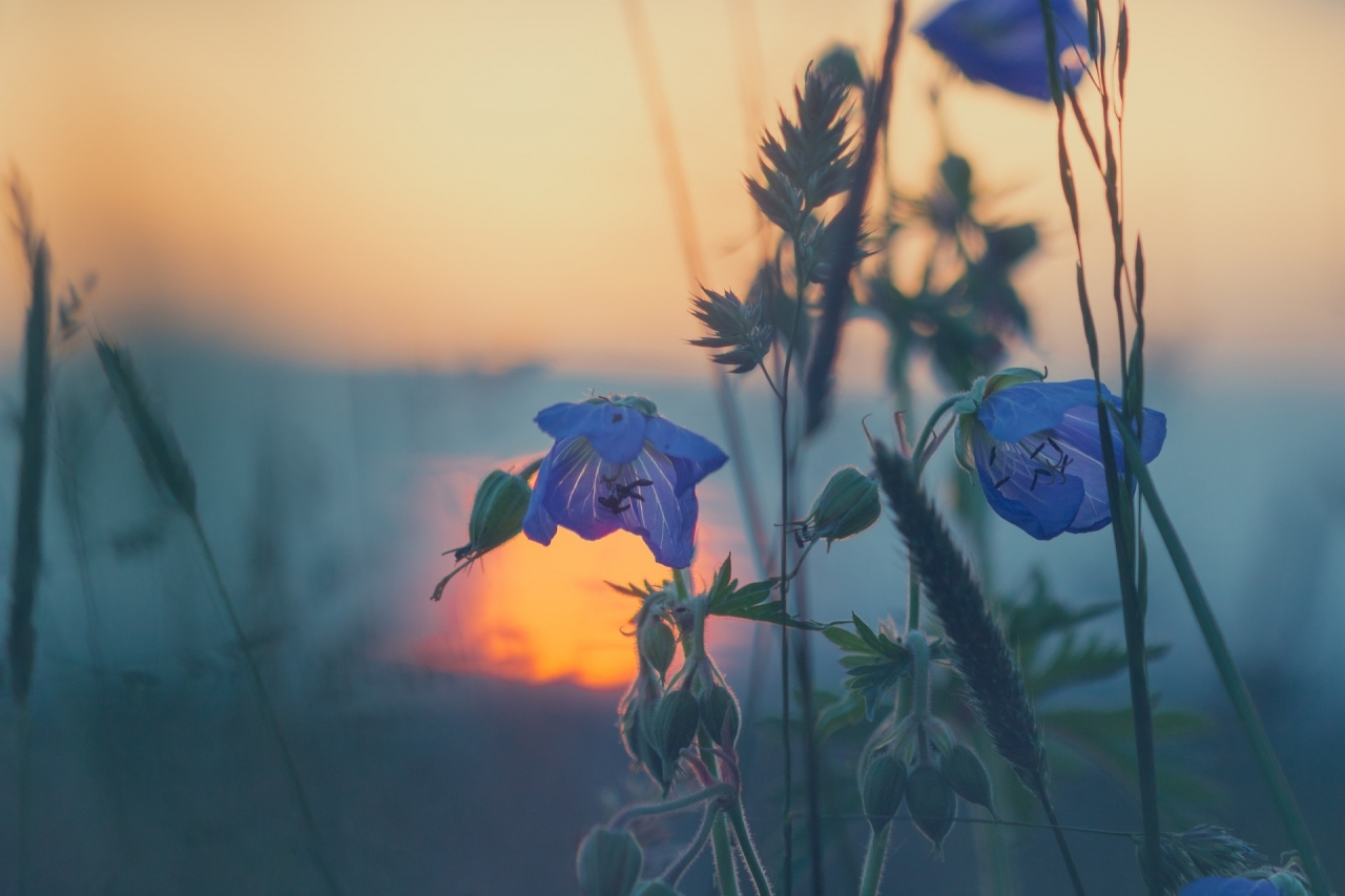meadow-gbc0fa407c_1920